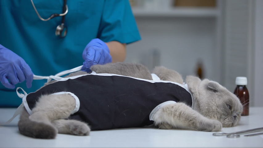 Сколько стоит стерилизовать кошку в екатеринбурге thumbnail