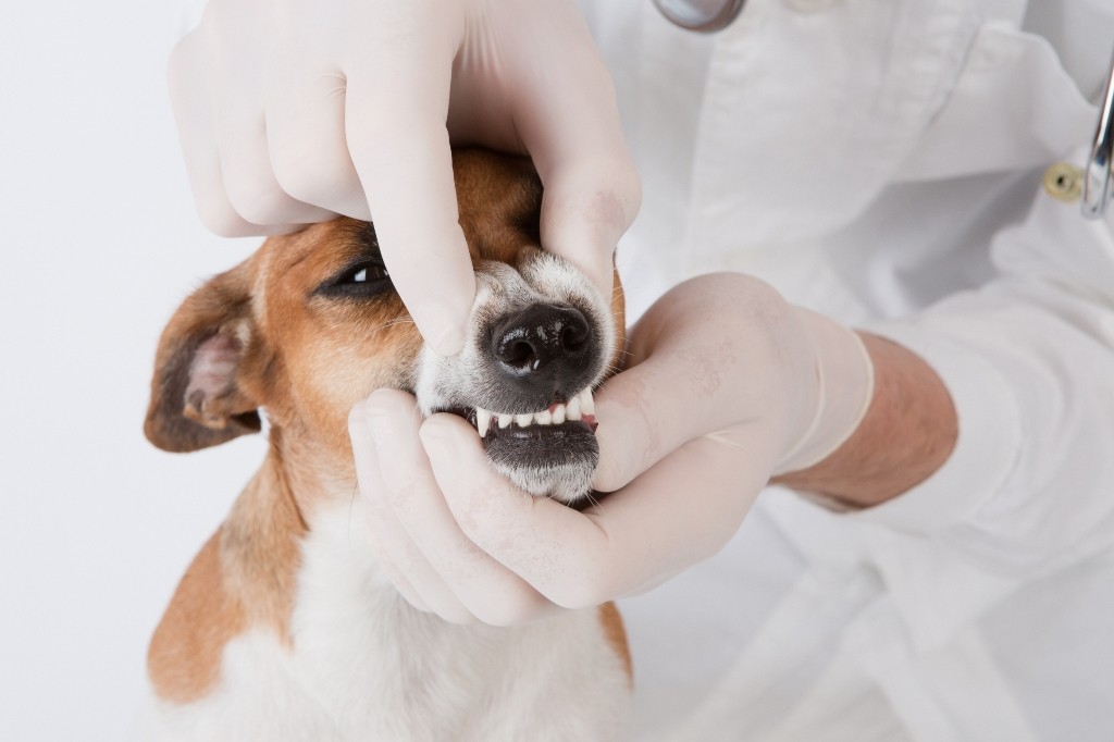 Лечение зубов у собак в екатеринбурге thumbnail