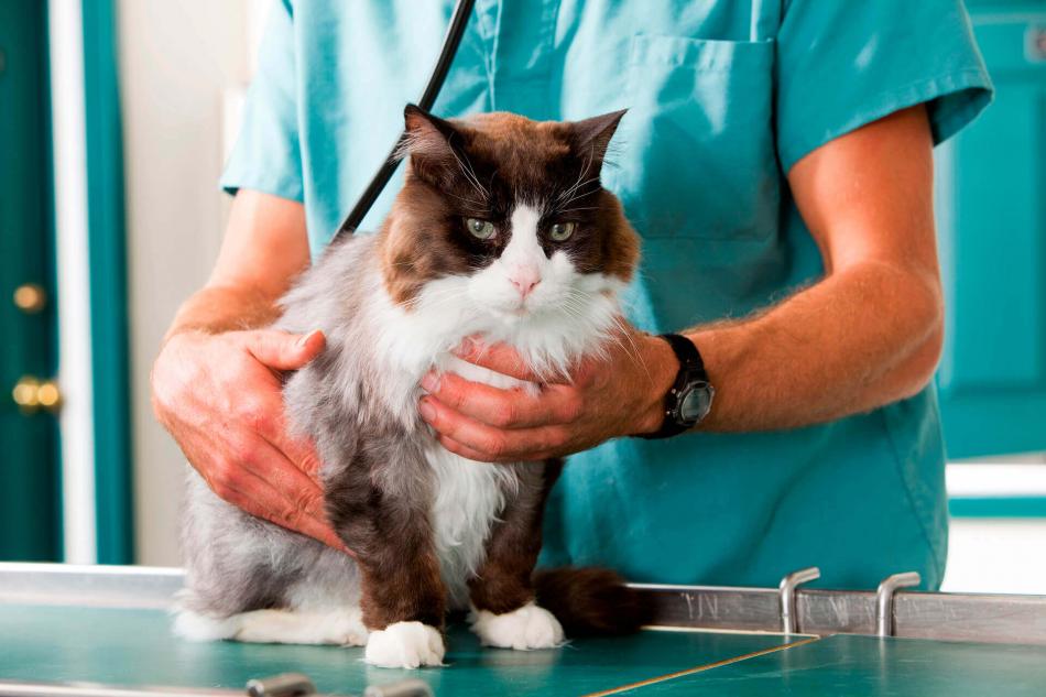 Сколько стоит стерилизация кошки екатеринбурге thumbnail